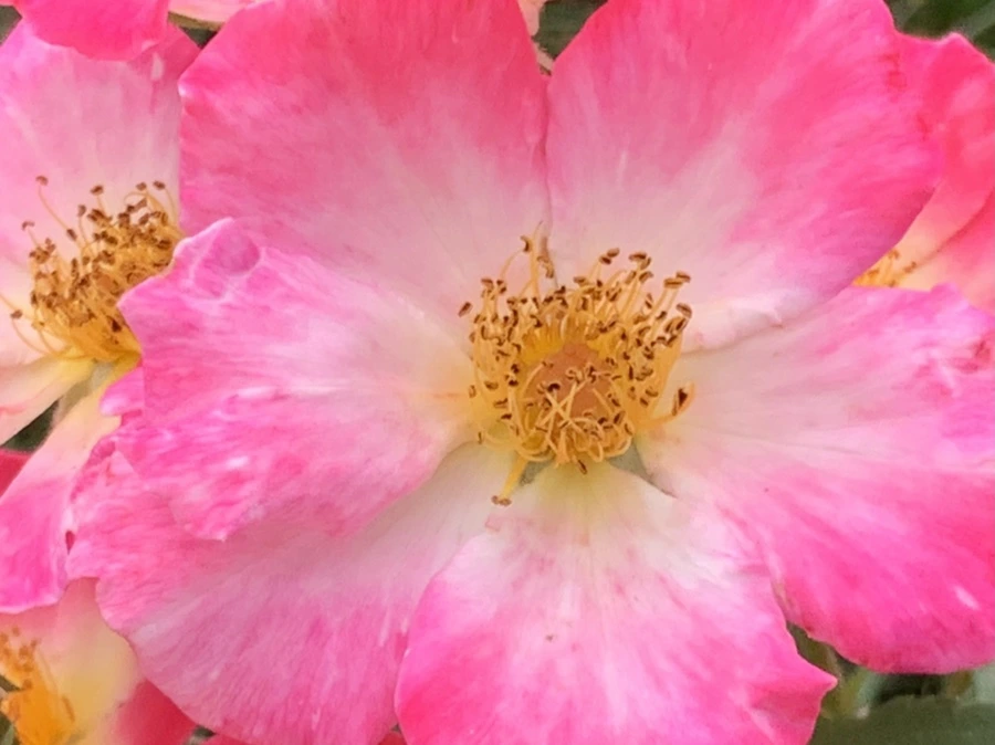 IMG_6081.jpg?type=w966