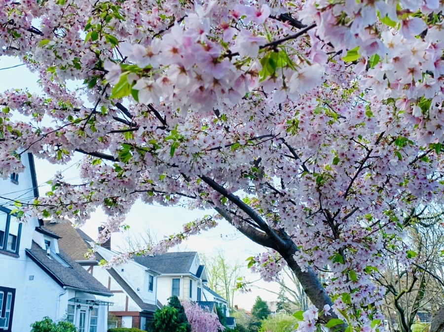 IMG_2651.jpg?type=w966