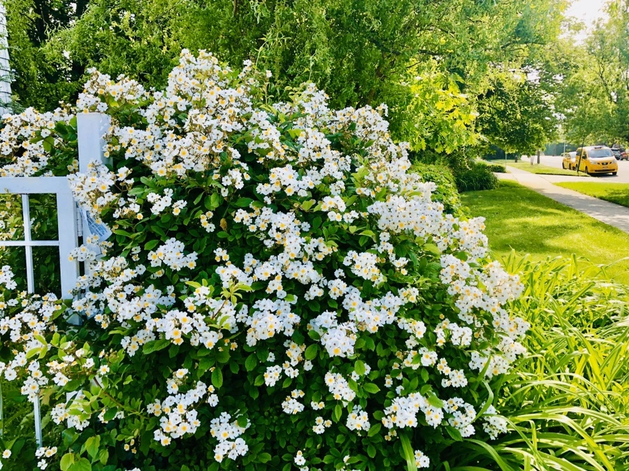 IMG_7472.jpg?type=w966