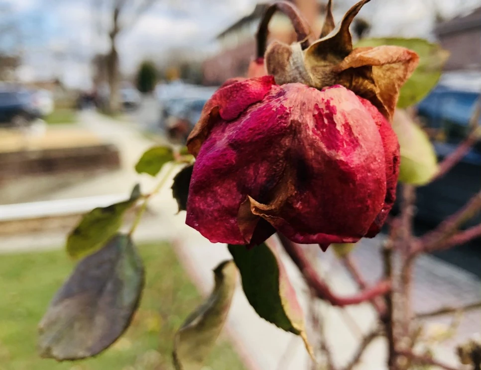 IMG_3993.jpg?type=w966