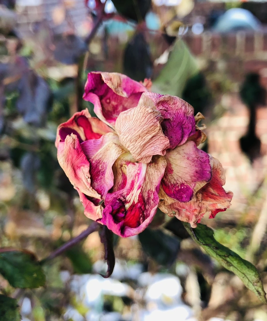 IMG_7721.jpg?type=w966