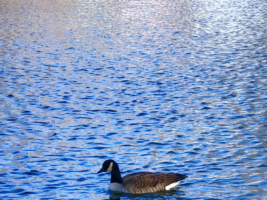 IMG_3892.jpg?type=w966