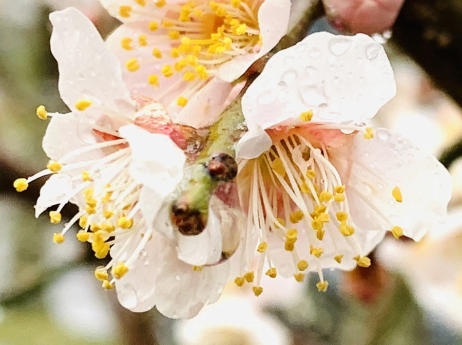 IMG_1934.jpg?type=w966