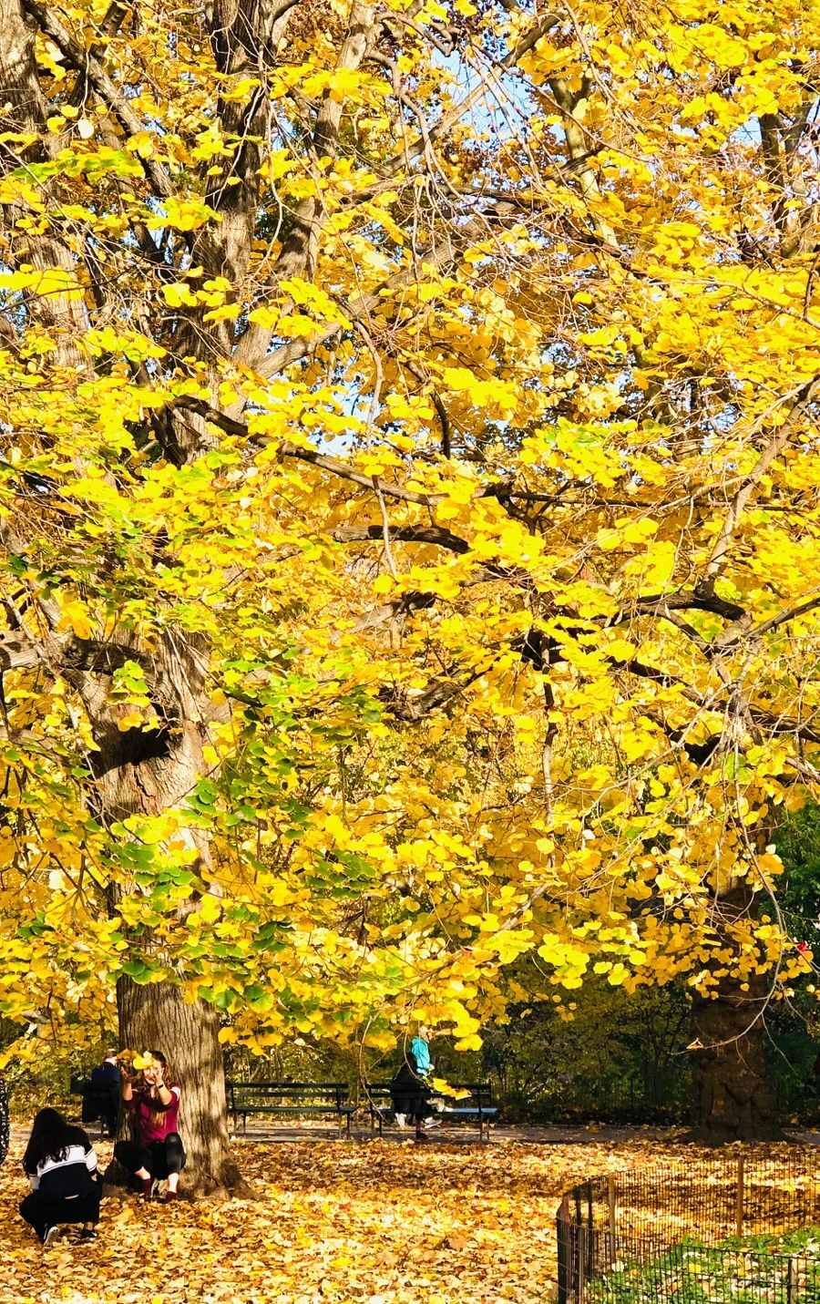 IMG_7537.jpg?type=w966