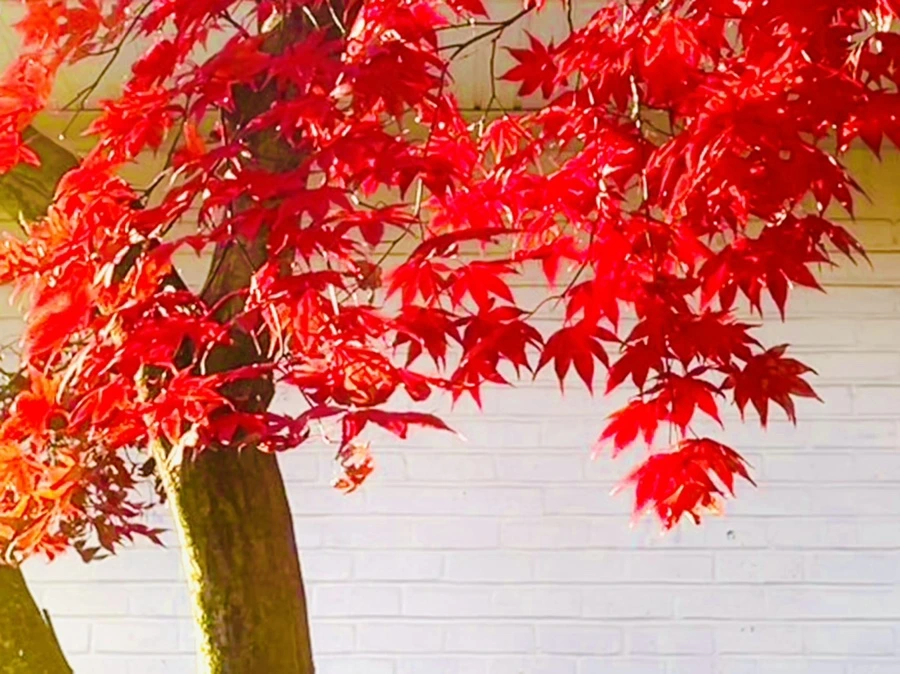 IMG_5990.jpg?type=w966