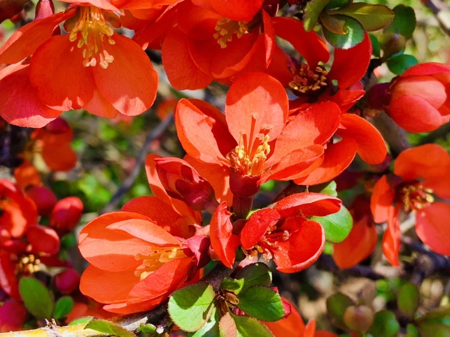 IMG_8518.jpg?type=w966