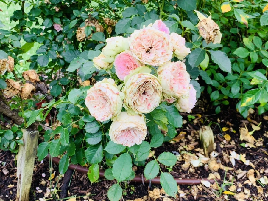 IMG_0442.jpg?type=w966