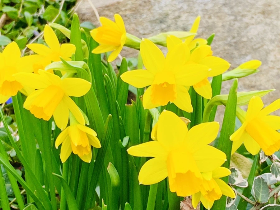 IMG_3469.jpg?type=w966