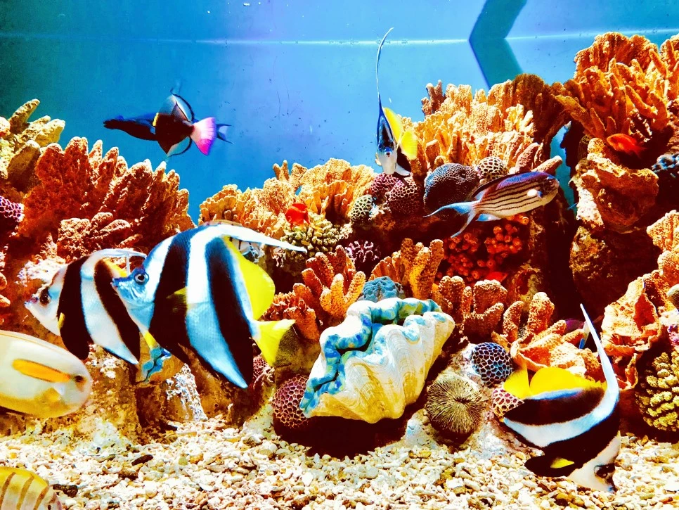 IMG_E1512.jpg?type=w966