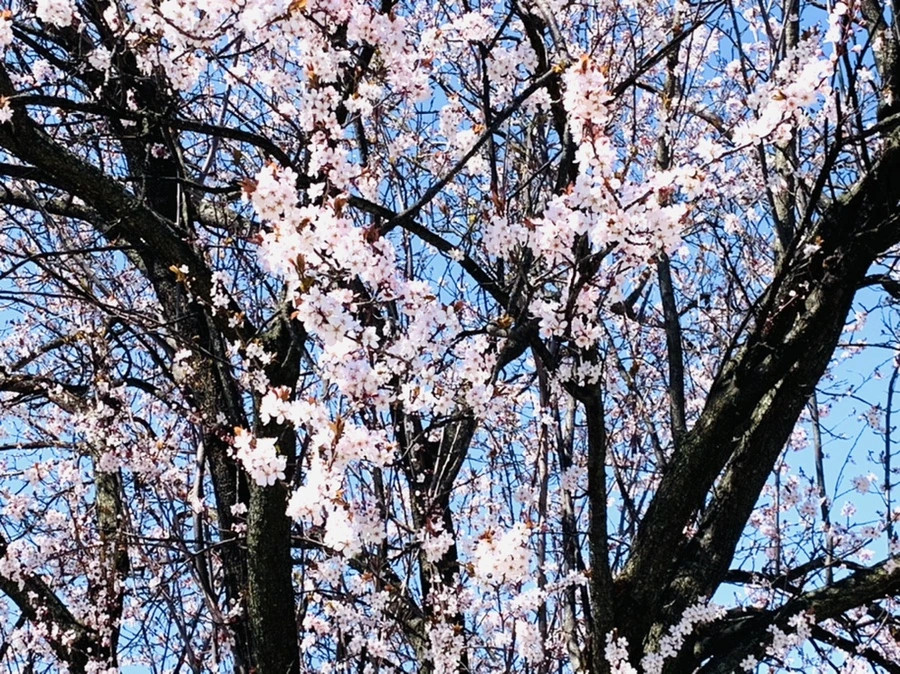 IMG_8001.jpg?type=w966