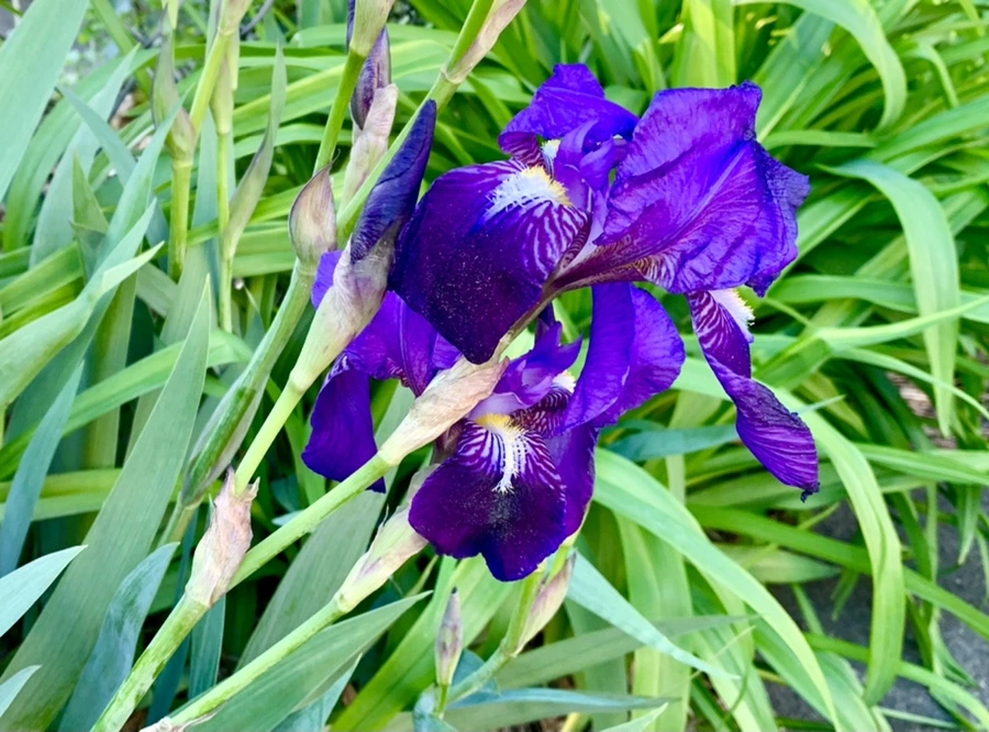 IMG_8275.jpg?type=w966