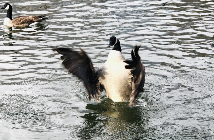 IMG_3622.jpg?type=w966