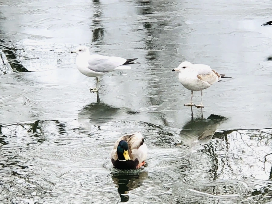 IMG_8970.jpg?type=w966