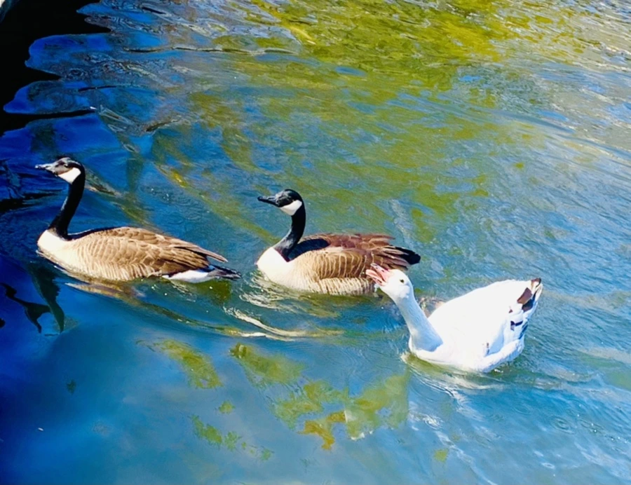 IMG_8258.jpg?type=w966