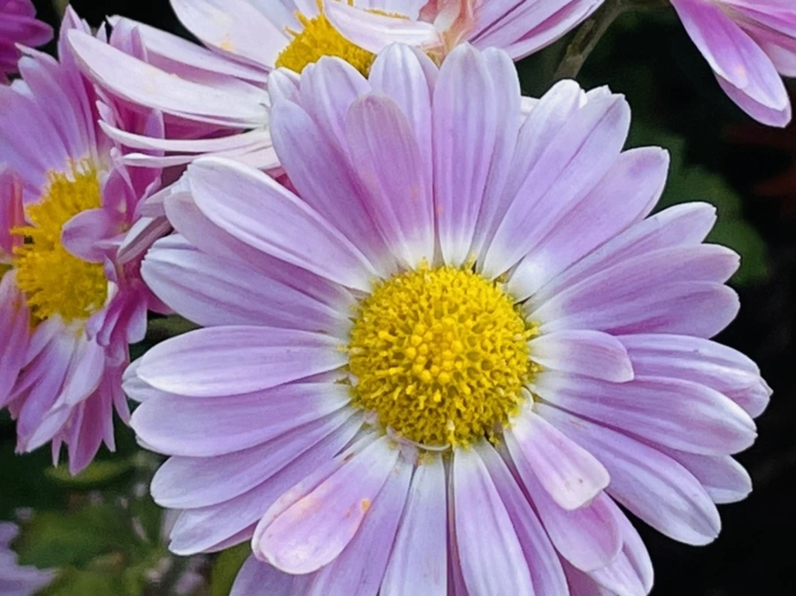 IMG_1184.jpg?type=w966