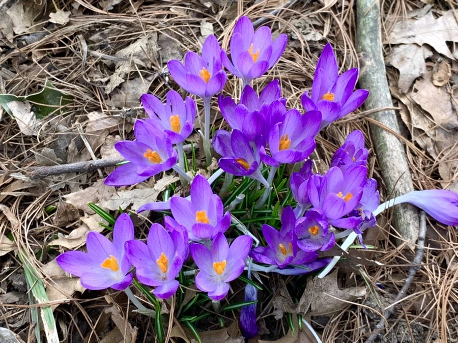 IMG_1236.jpg?type=w966