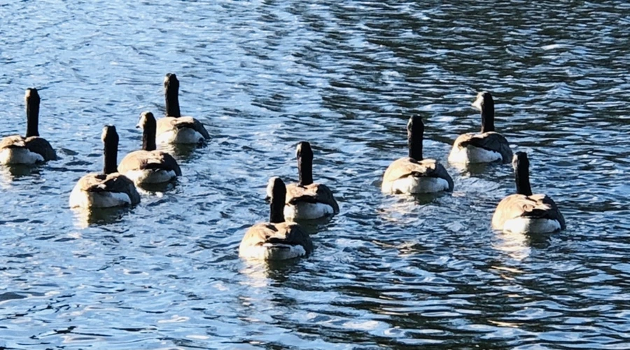 IMG_9324.jpg?type=w966