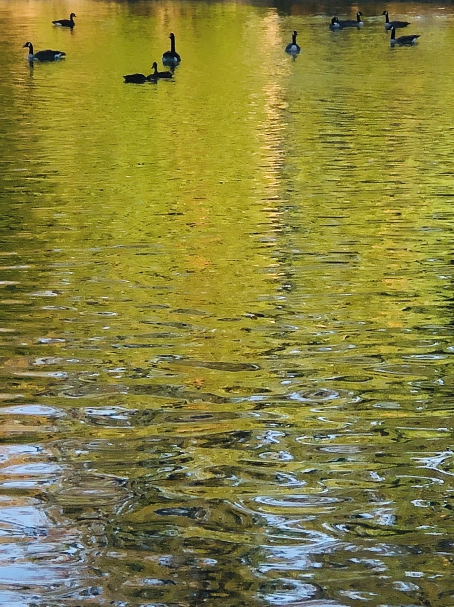 IMG_7719.jpg?type=w966