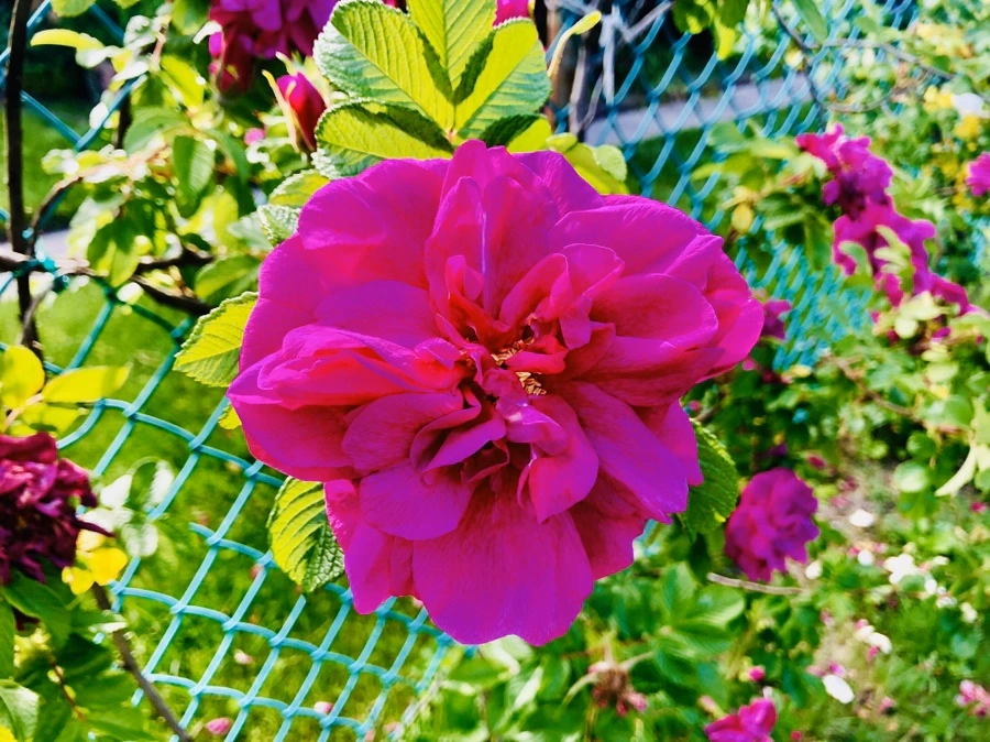 IMG_7476.jpg?type=w966