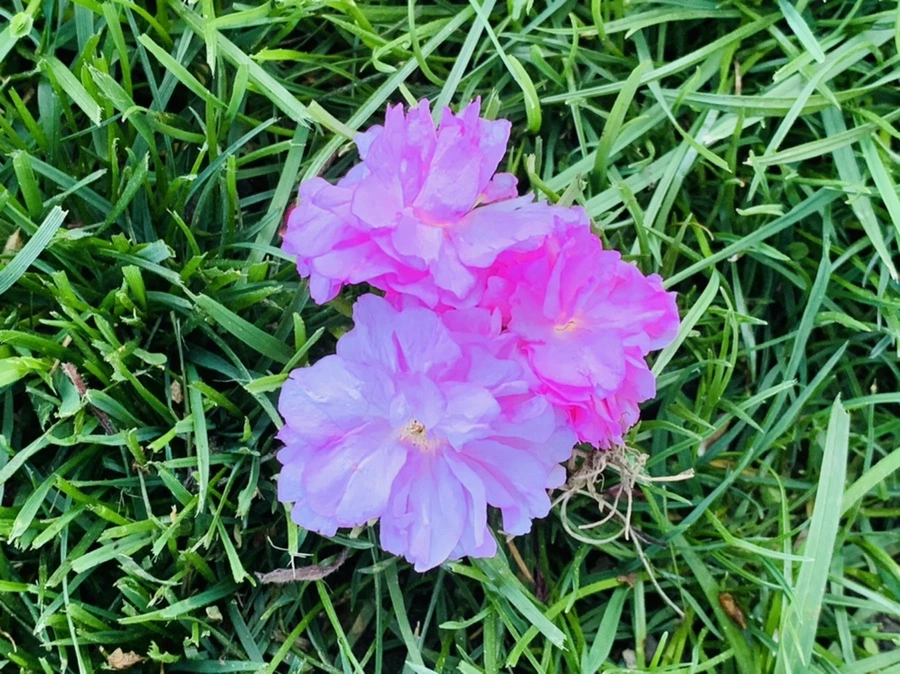 IMG_4087.jpg?type=w966