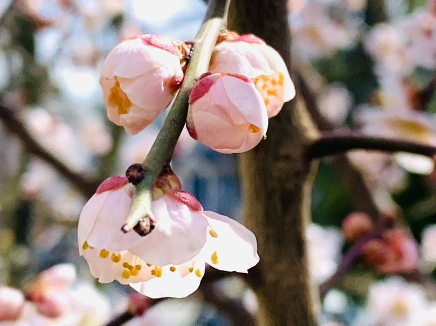 IMG_1042.jpg?type=w966