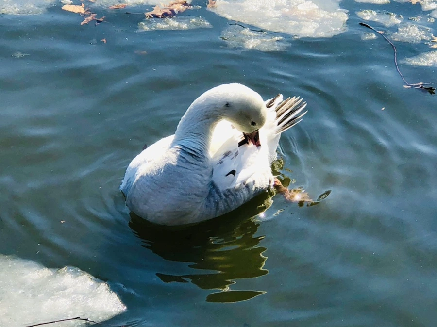 IMG_5253.jpg?type=w966