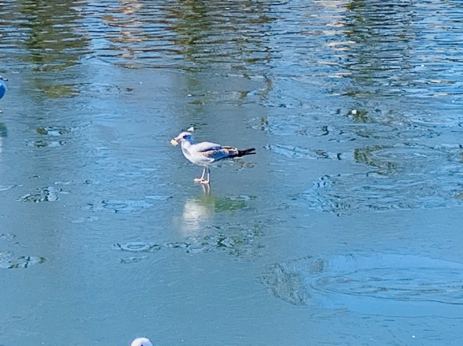 IMG_9078.jpg?type=w966