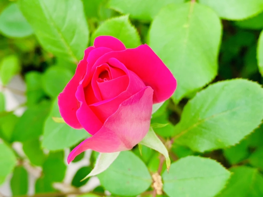 IMG_4511.jpg?type=w966