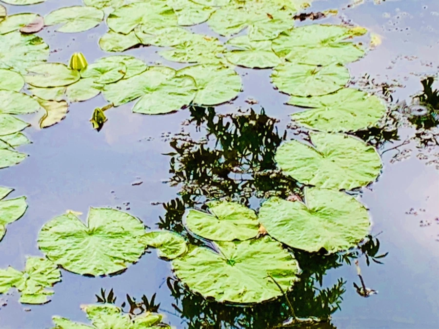 IMG_5163.jpg?type=w966