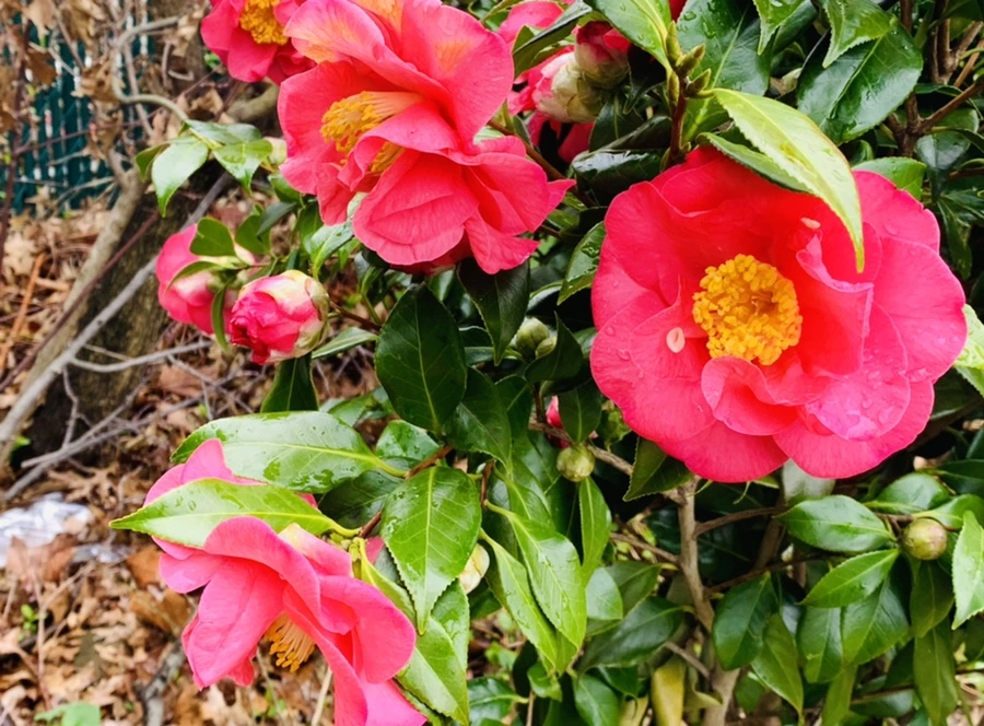 IMG_6249.jpg?type=w966