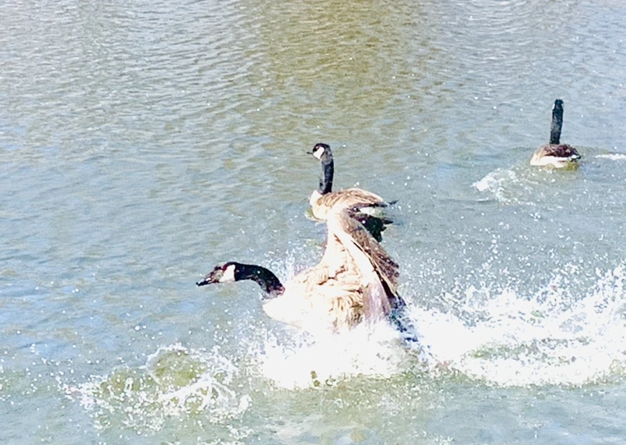 IMG_3060.jpg?type=w966