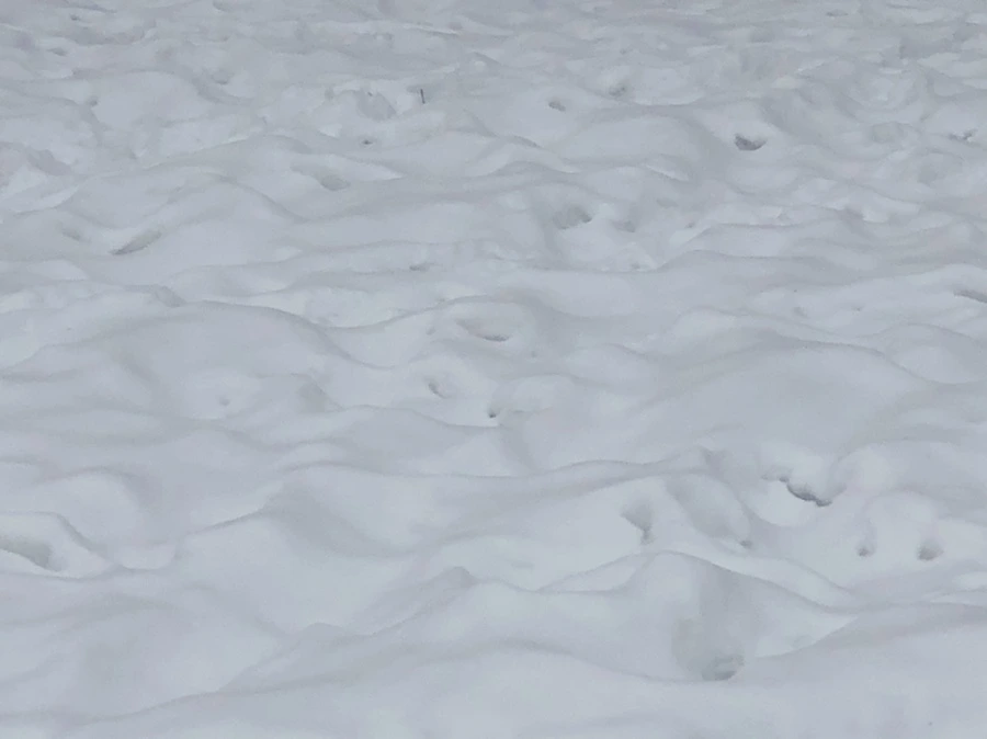 IMG_2340.jpg?type=w966