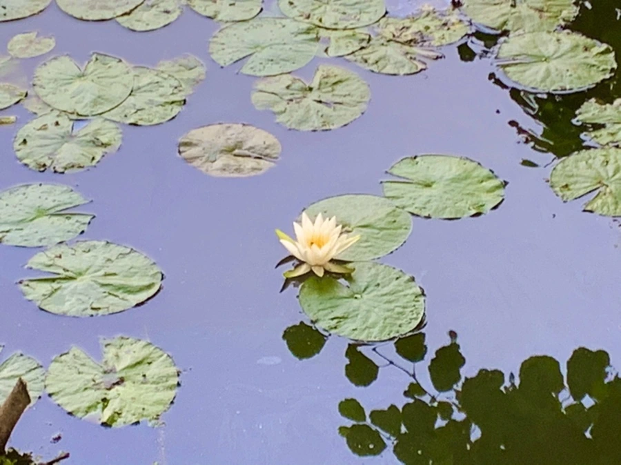 IMG_8600.jpg?type=w966