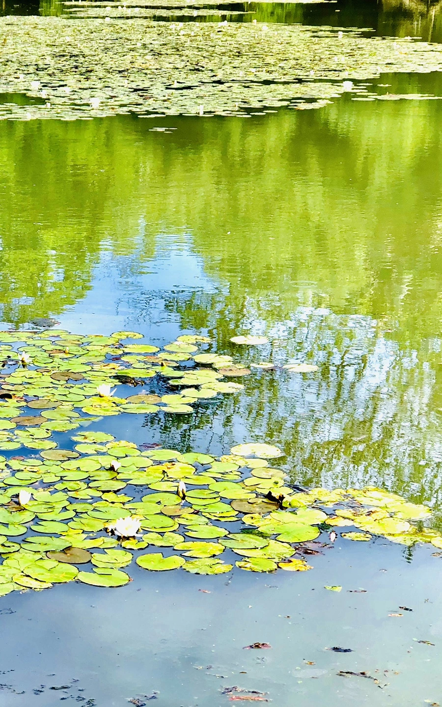 IMG_9463.jpg?type=w966