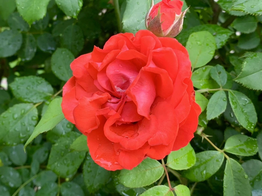 IMG_7331.jpg?type=w966