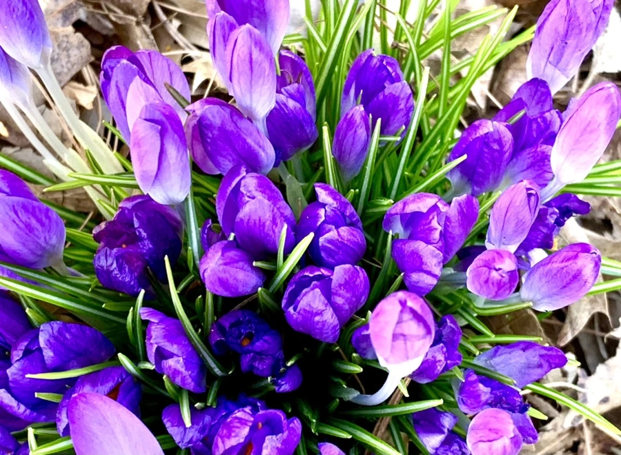 IMG_1506.jpg?type=w966