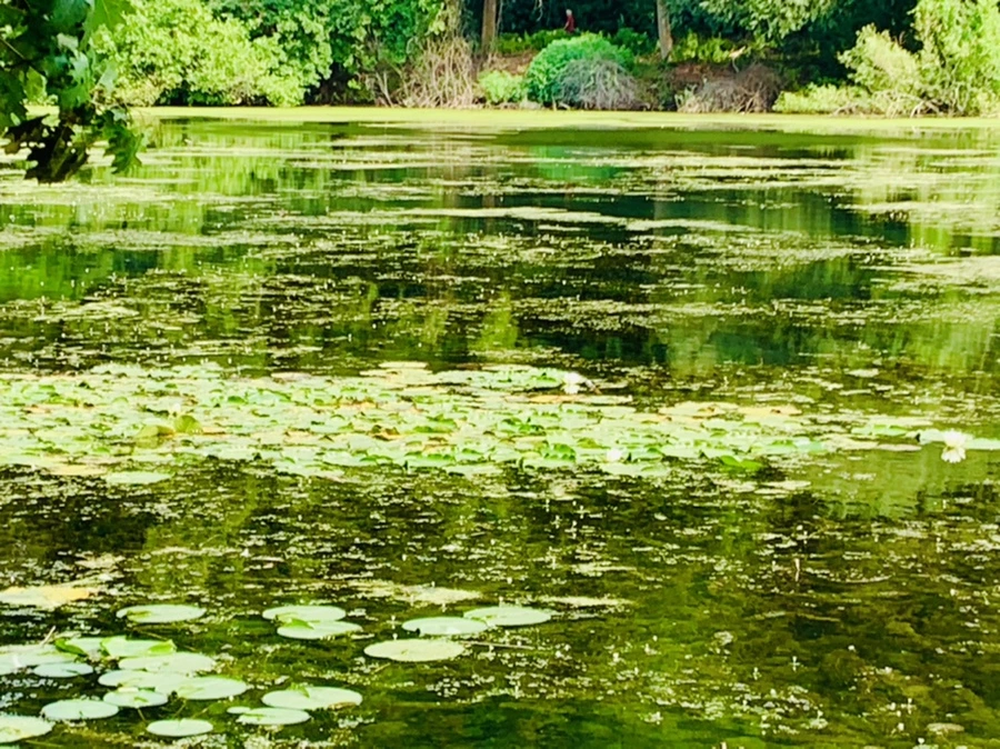 IMG_1227.jpg?type=w966