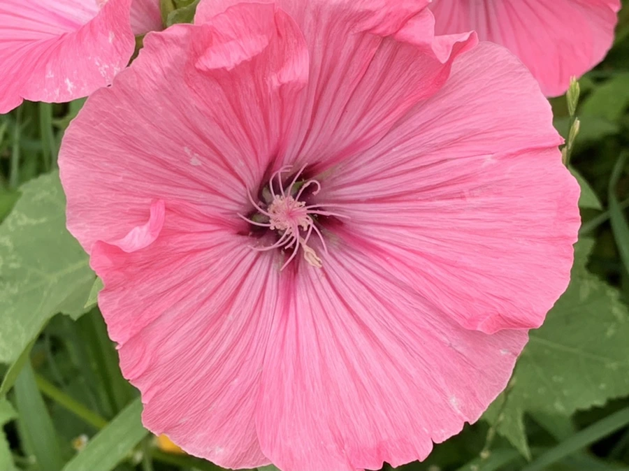 IMG_7249.jpg?type=w966