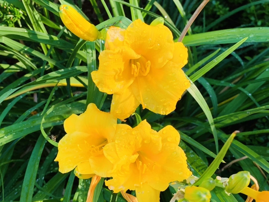 IMG_5227.jpg?type=w966