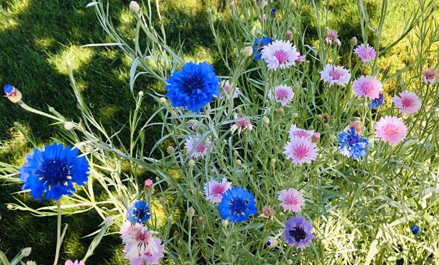 IMG_8539.jpg?type=w966