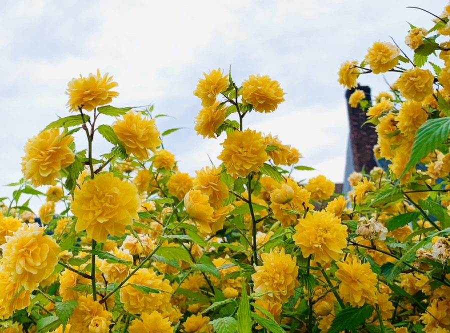 IMG_0519.jpg?type=w966