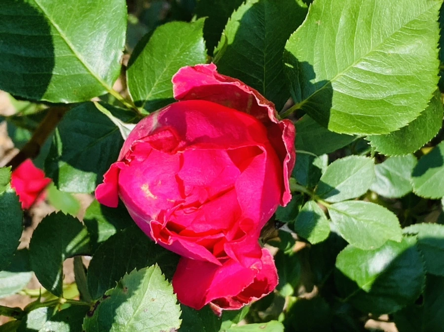 IMG_4180.jpg?type=w966