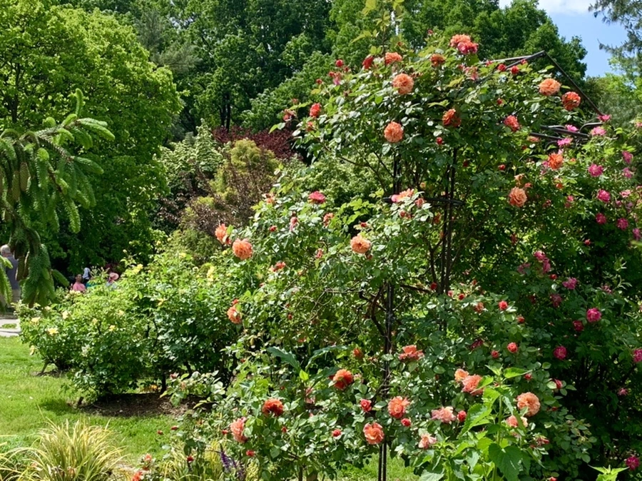 IMG_5797.jpg?type=w966