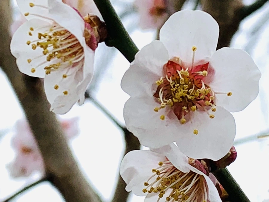 IMG_3567.jpg?type=w966