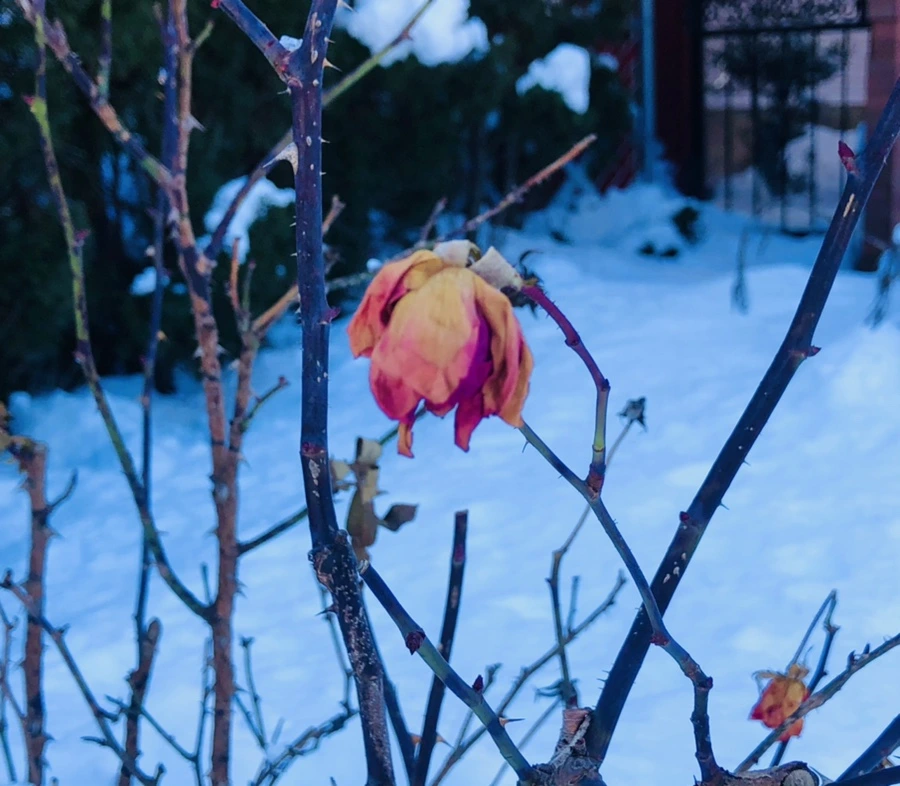 IMG_1371.jpg?type=w966