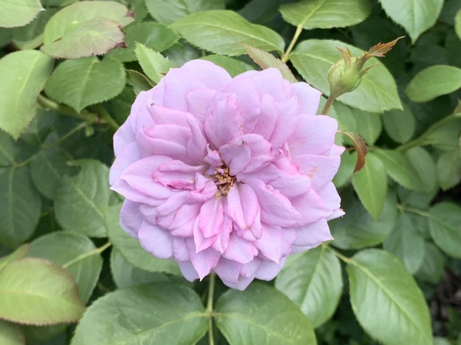 IMG_5425.jpg?type=w966