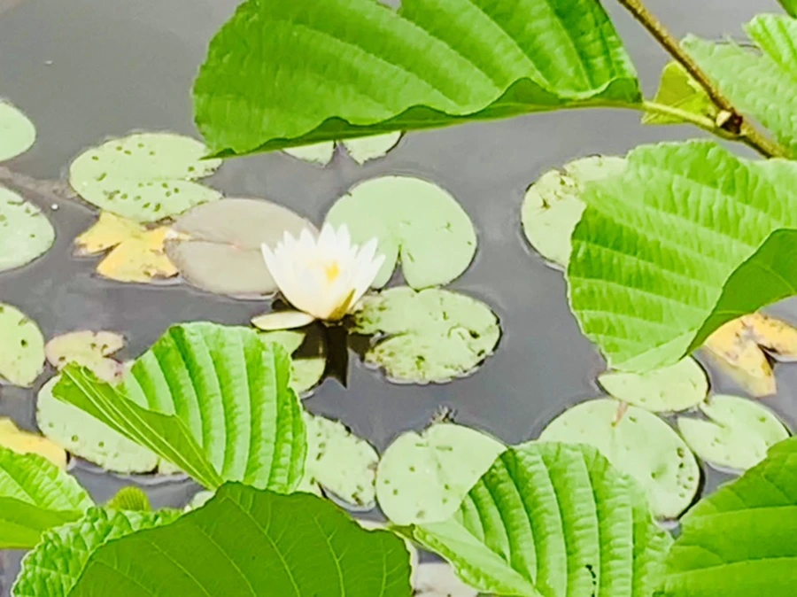 IMG_5175.jpg?type=w966