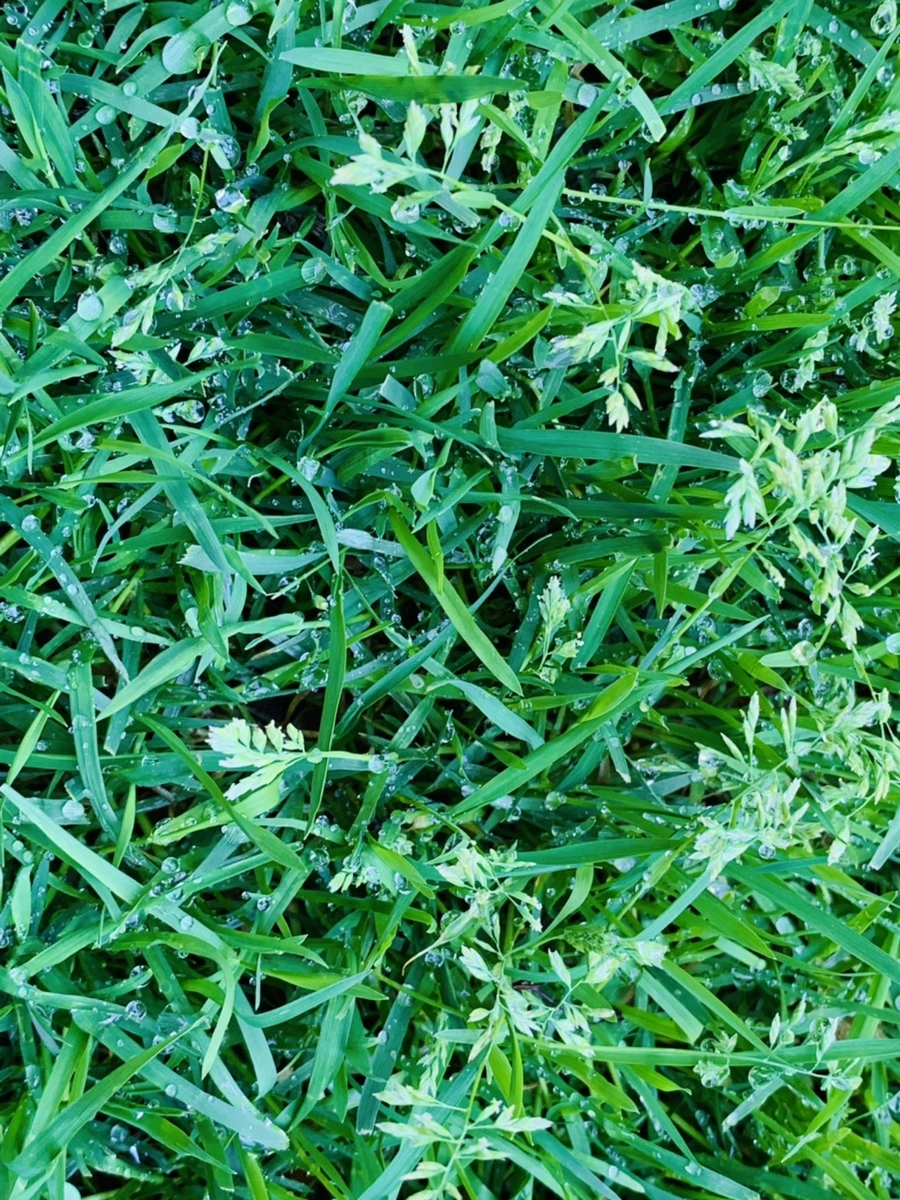 IMG_3117.jpg?type=w966