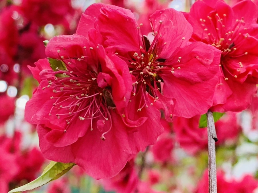 IMG_8016.jpg?type=w966