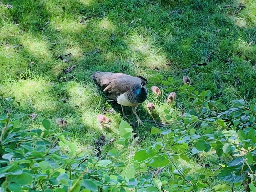 IMG_4309.jpg?type=w966